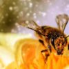 El resurgir de las abejas gracias al confinamiento humano durante la pandemia