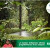 América Latina y el Caribe : Los pueblos indígenas y tribales son los mejores guardianes de los bosques